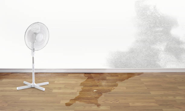 Best Water damage contractors near me  in Hokendauqua, PA