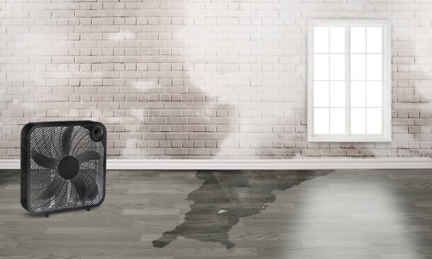 Best Water damage restoration near me  in Hokendauqua, PA